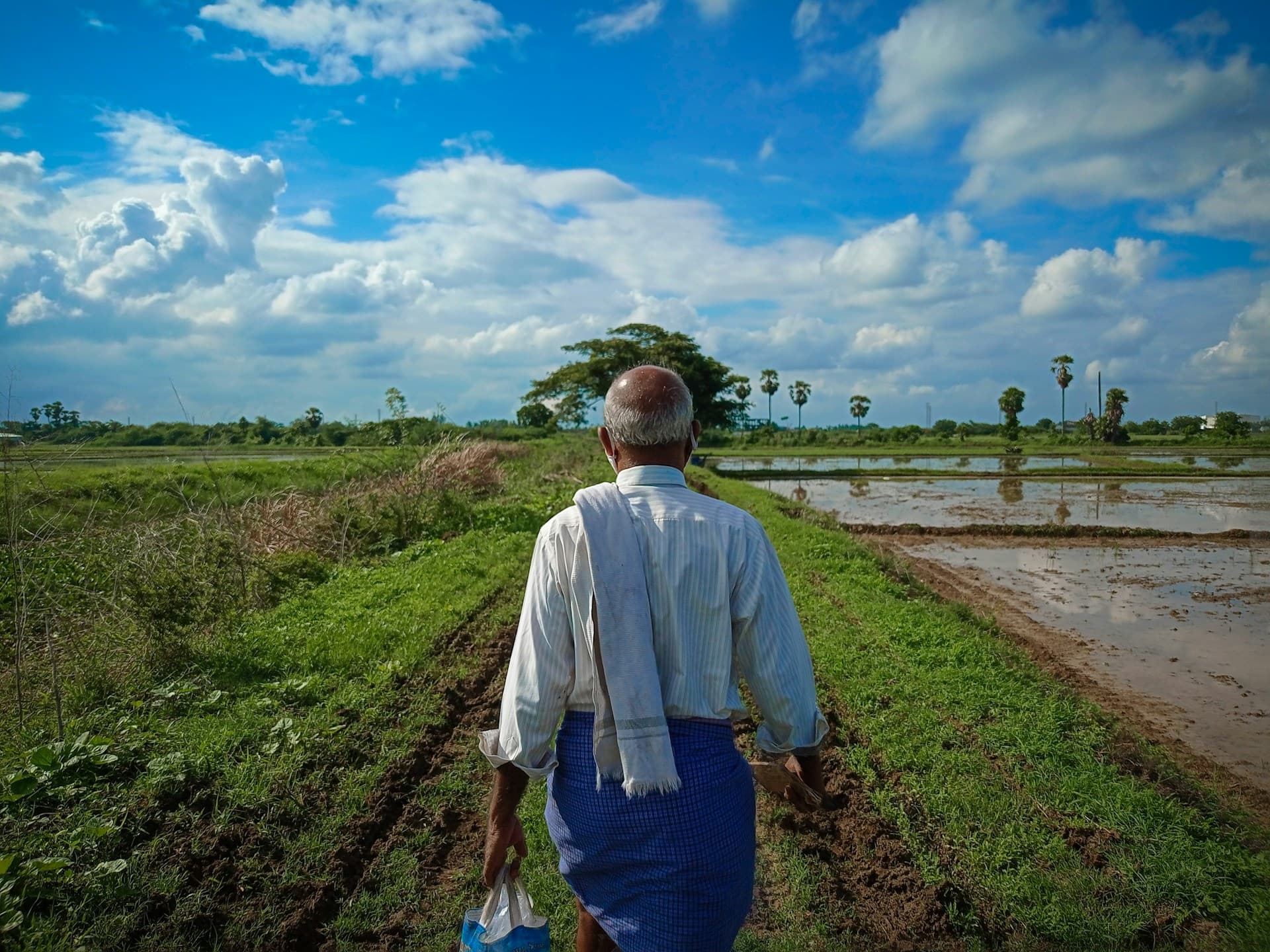 Cultivation field with mature growth