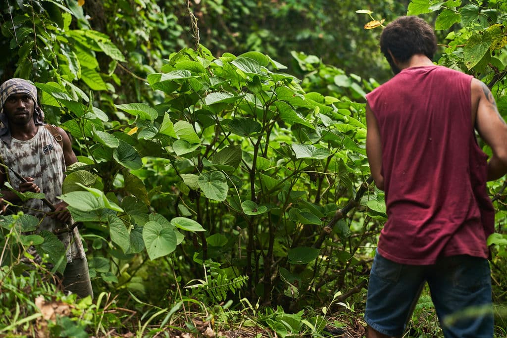 Pacific Island kava growers in plantation